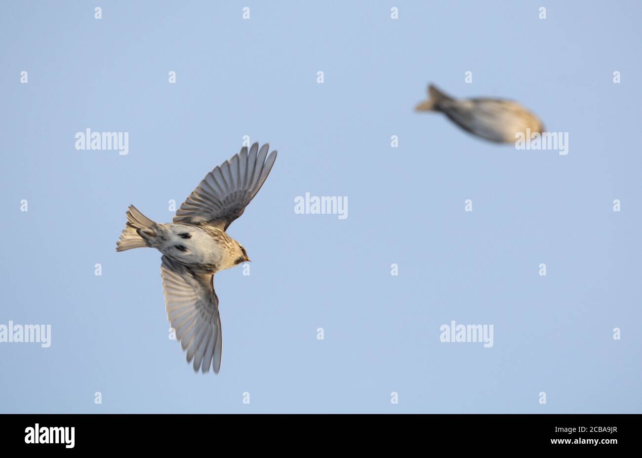 redpoll, Redpoll (Carduelis flammea flammea, Acanthis flammea flammea flammea), deux Redpoll en vol, Danemark Banque D'Images