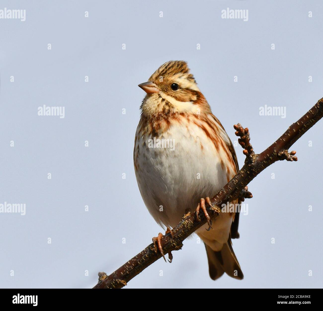 Soute rustique (Emberiza rustica), perching sur une branche, Japon Banque D'Images
