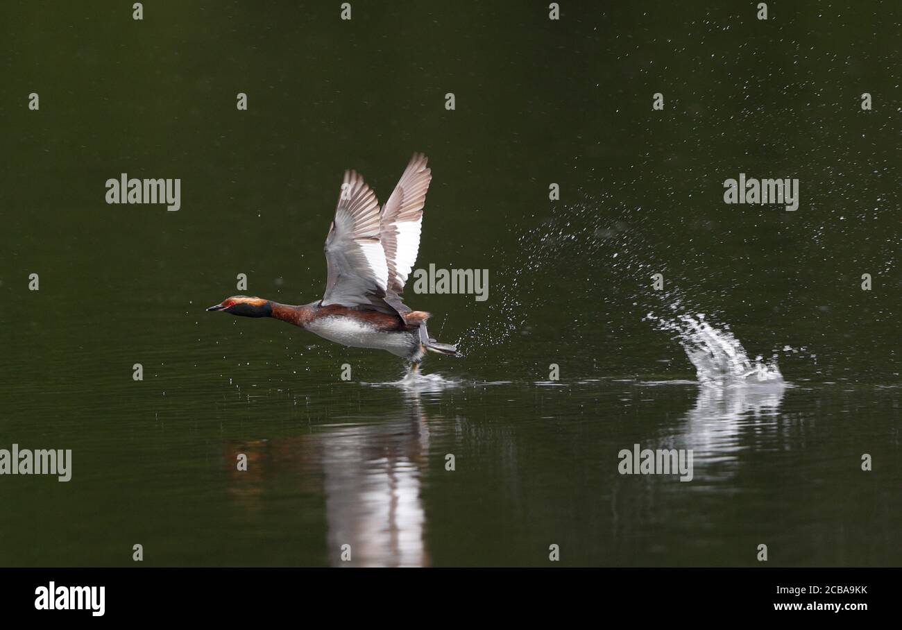 Grebe slavonien (Podiceps auritus), adulte dans le plumage de reproduction, qui s'envole de la lagune de couleur verte, Suède Banque D'Images