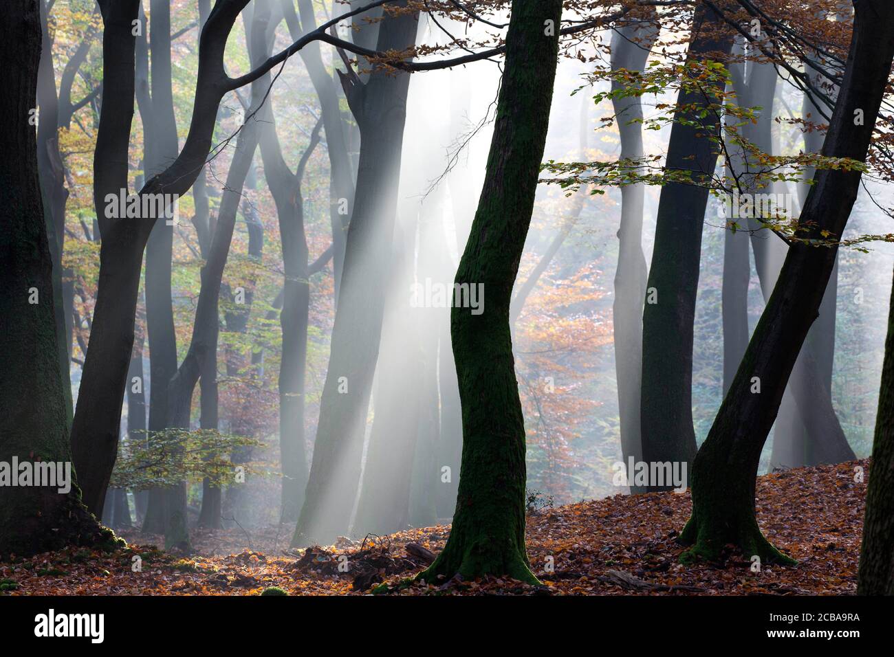 Hêtre commun (Fagus sylvatica), zone forestière de Speulderbos en automne, pays-Bas Banque D'Images