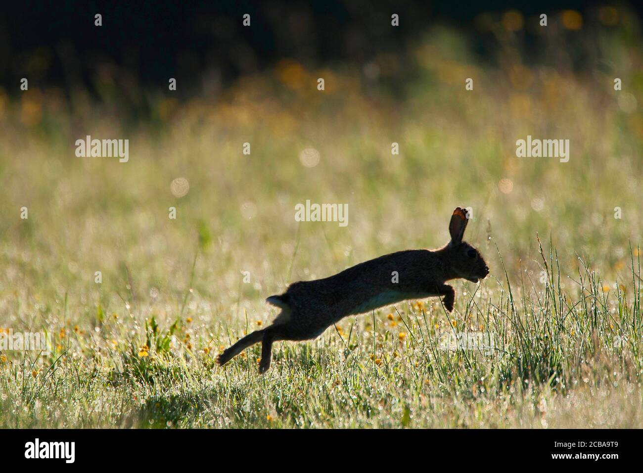 Lapin européen (Oryctolagus cuniculus), juvénile en saut sur l'herbe le matin, vue latérale, Belgique Banque D'Images
