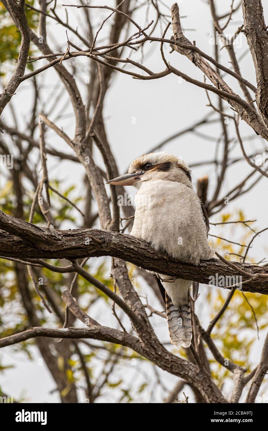 Un Kookaburra riant assis dans un arbre Banque D'Images