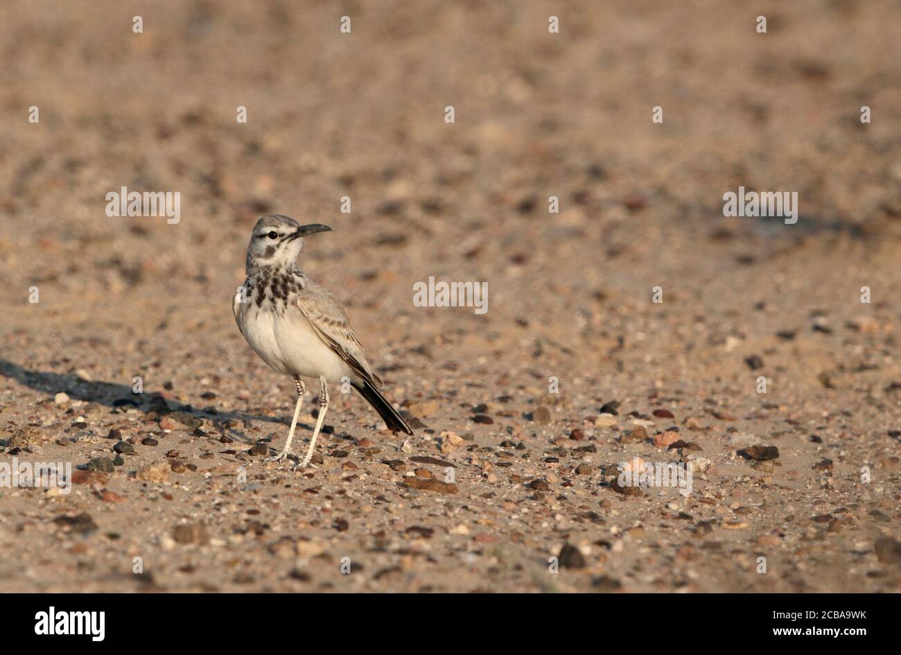 hoopoe lark, larme bifasciée (Alaemon alaudipes), debout sur le terrain aride, Émirats arabes Unis, Bab al Shams Banque D'Images