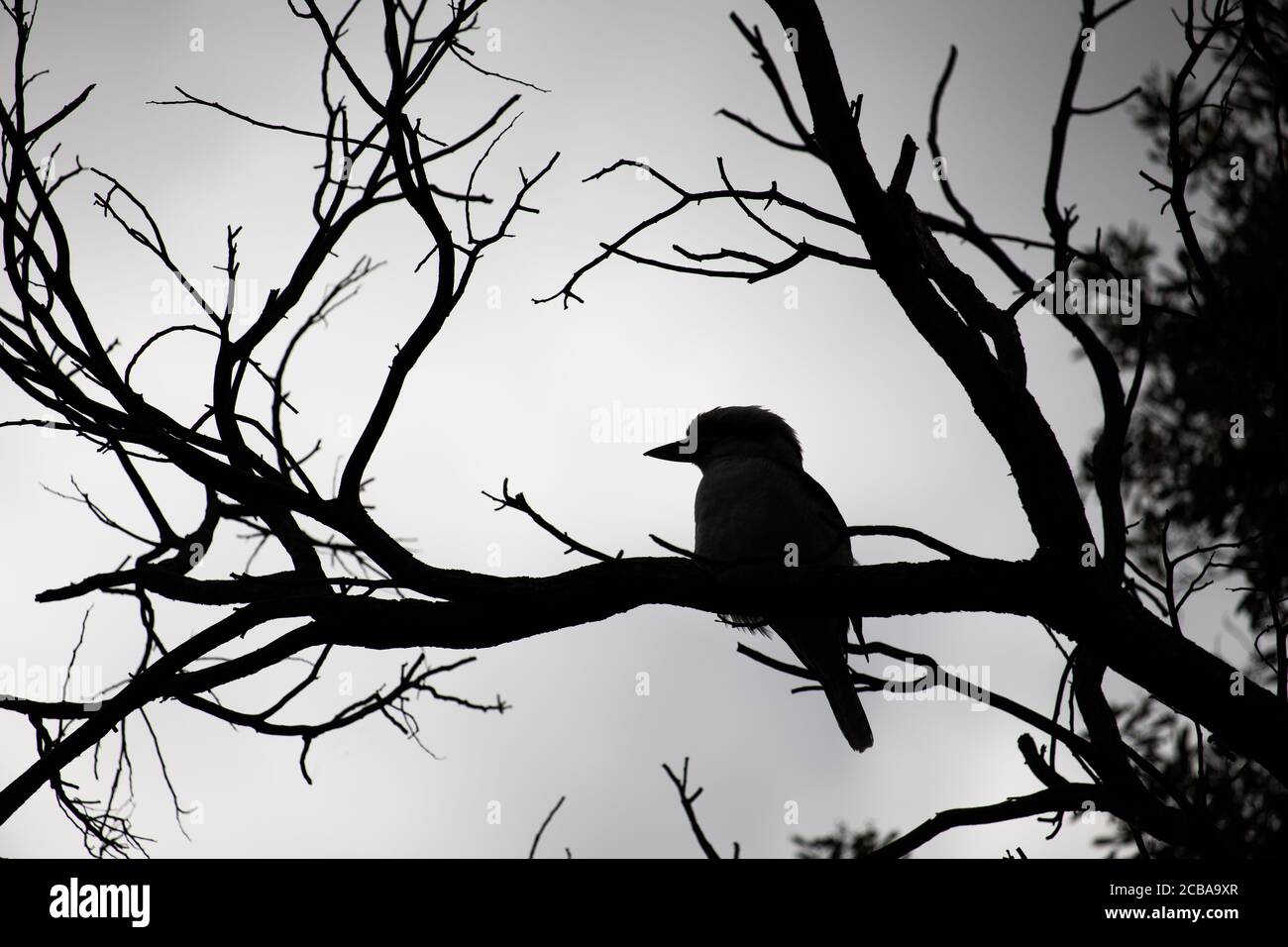 Un Kookaburra riant assis dans un arbre Banque D'Images