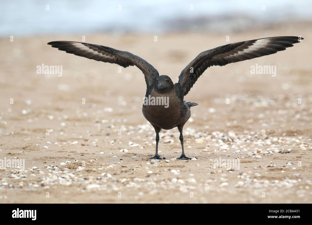 Grand skua (Stercorarius skua, Catharacta skua), première phase sombre d'hiver debout sur la plage avec les deux ailes levées, Suède, Halland Banque D'Images