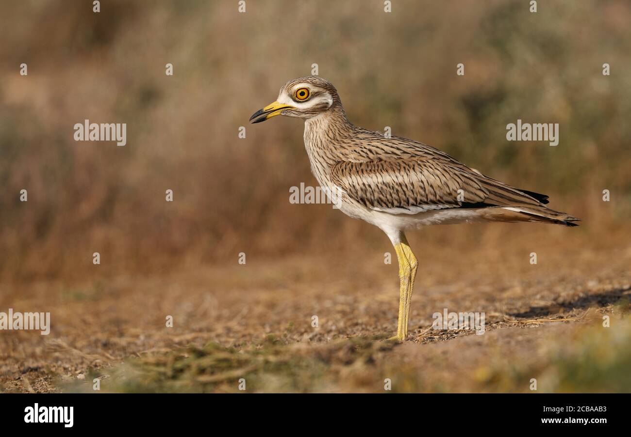 Pierre-à-courbé (Burhinus oedicnemus), Juvenile, Espagne Banque D'Images