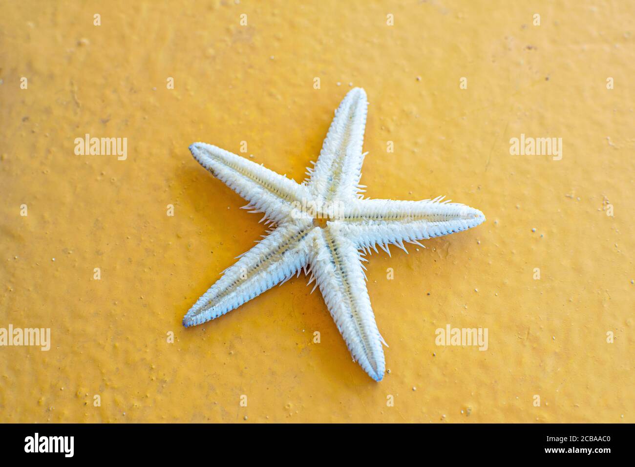 Gros plan sur fond orange. Mignonne d'étoiles de mer blanches. Banque D'Images