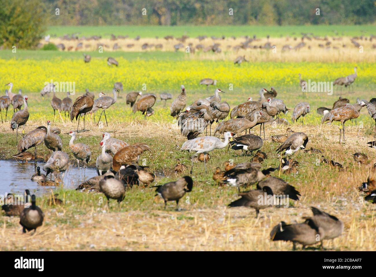 Grue à sable (Grus canadensis canadensis, Antigone canadensis canadensis), dans un refuge d'oiseaux en Alaska, aux États-Unis, en Alaska Banque D'Images
