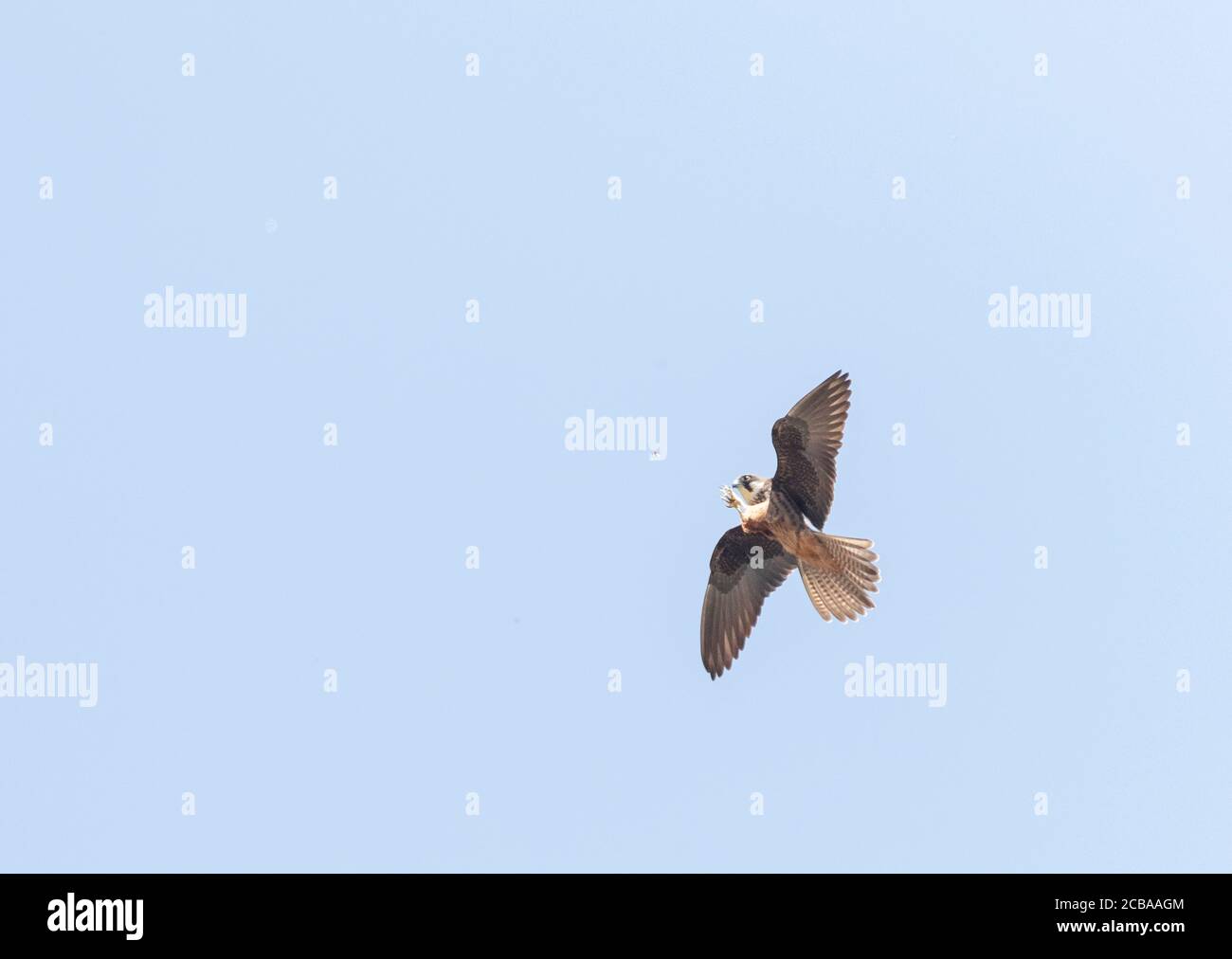 le faucon d'Eleonora (Falco eleonorae), mue pâle attrapant un insecte en plein air, Chypre Banque D'Images