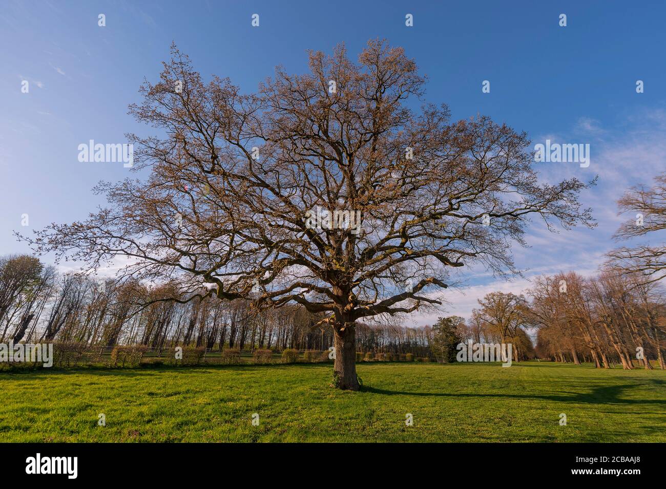 Chêne commun, chêne pédonculé, chêne anglais (Quercus robur. Quercus pedunculata), vieux chêne au printemps, Allemagne, Schleswig-Holstein, Gut Jersbek Banque D'Images
