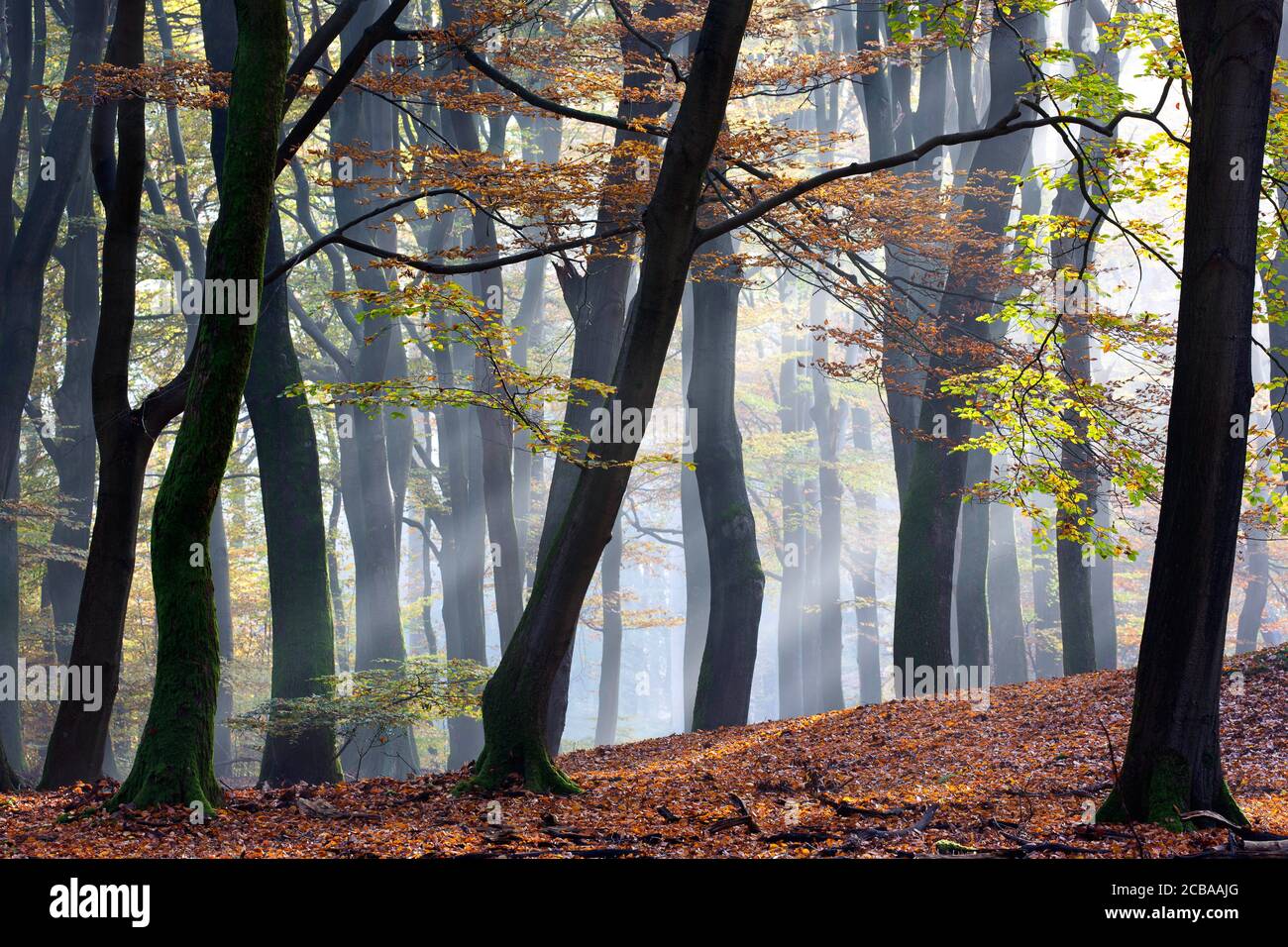 Hêtre commun (Fagus sylvatica), zone forestière de Speulderbos en automne, pays-Bas Banque D'Images