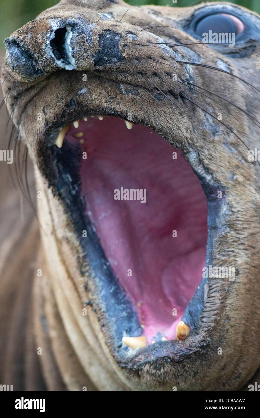 Phoque du Sud de l'éléphant (Mirounga leonina), bouche ouverte, Australie, Tasmanie, île Macquarie Banque D'Images