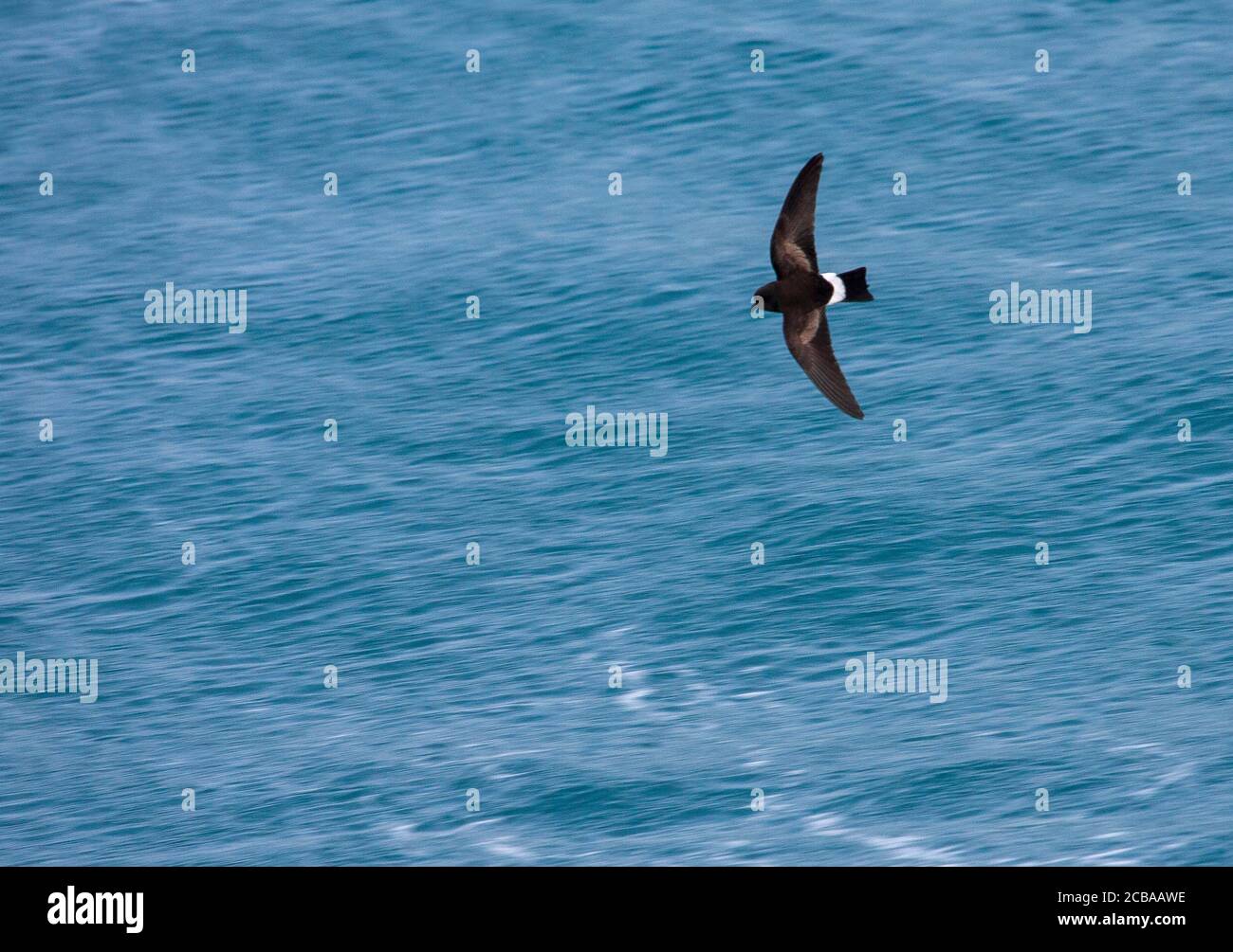 Pétrel de tempête à ventre noir (Fregetta tropica), en vol au-dessus de l'océan Atlantique Sud Banque D'Images