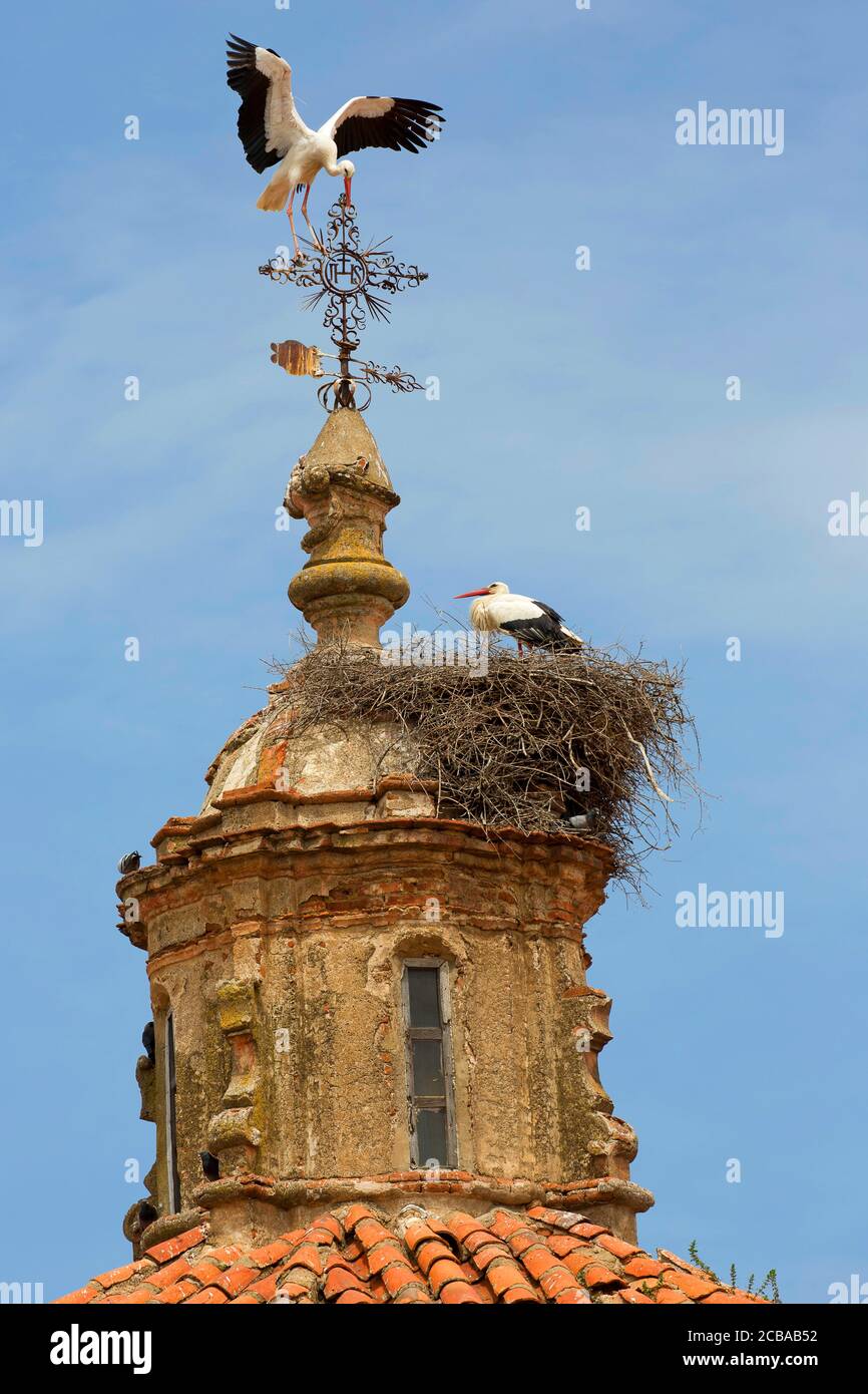 Ciconie blanche (Ciconia ciconia), couple de reproduction sur un clocher d'église, France Banque D'Images