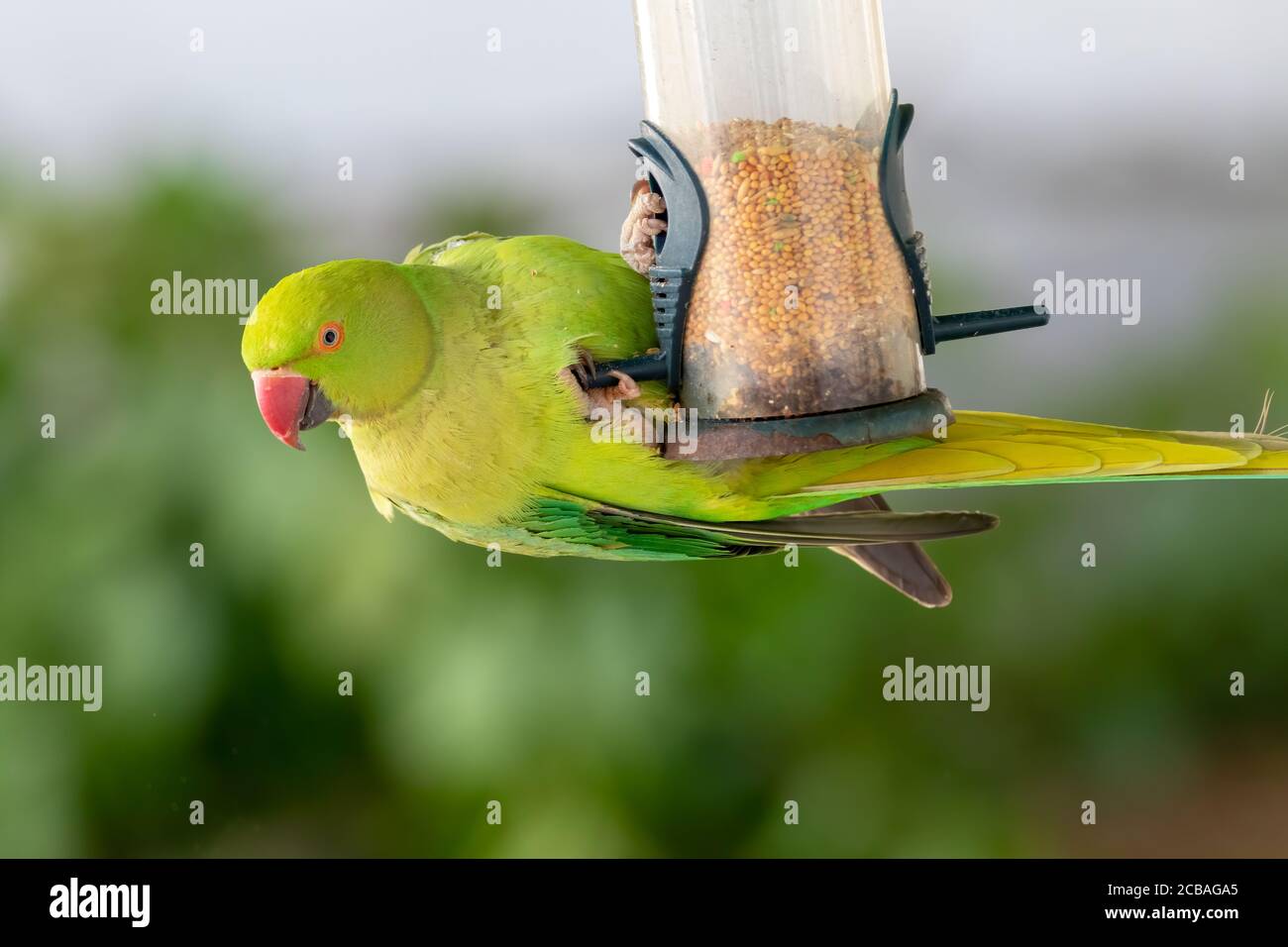 magnifique oiseau parakeet vert sauvage suspendu d'un mangeoire de jardin Banque D'Images