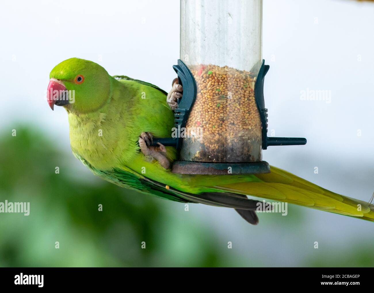 magnifique oiseau parakeet vert sauvage suspendu d'un mangeoire de jardin Banque D'Images