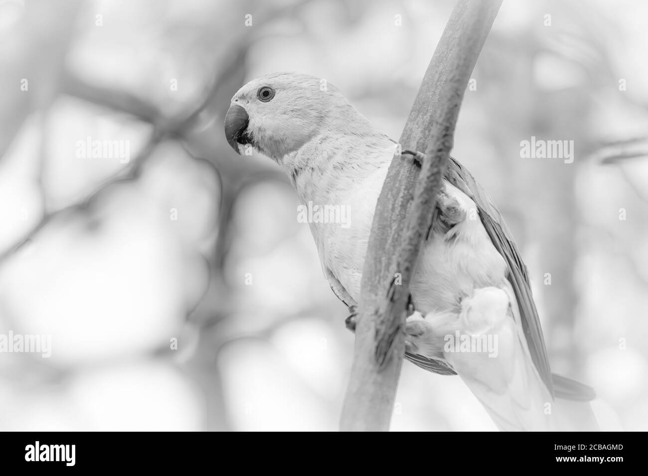 magnifique perruque d'oiseau vert sauvage en noir et blanc image en niveaux de gris Banque D'Images