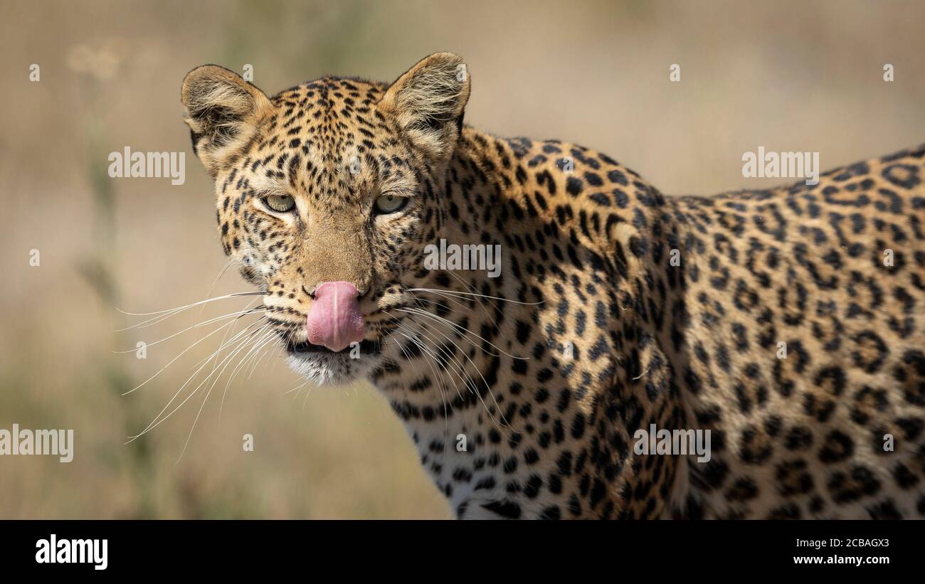 Vue horizontale à moitié du corps d'un léopard adulte avec de beaux yeux Lécher sa lèvre à Khwai Okavango Botswana Banque D'Images