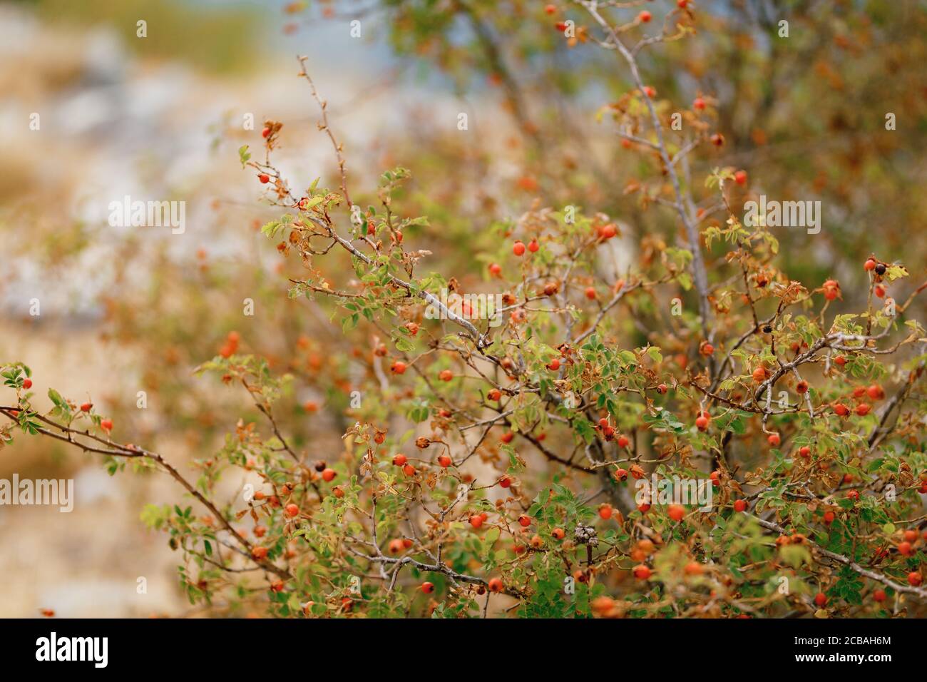 Baies de rosehip rouges sur les branches de l'arbuste. Banque D'Images