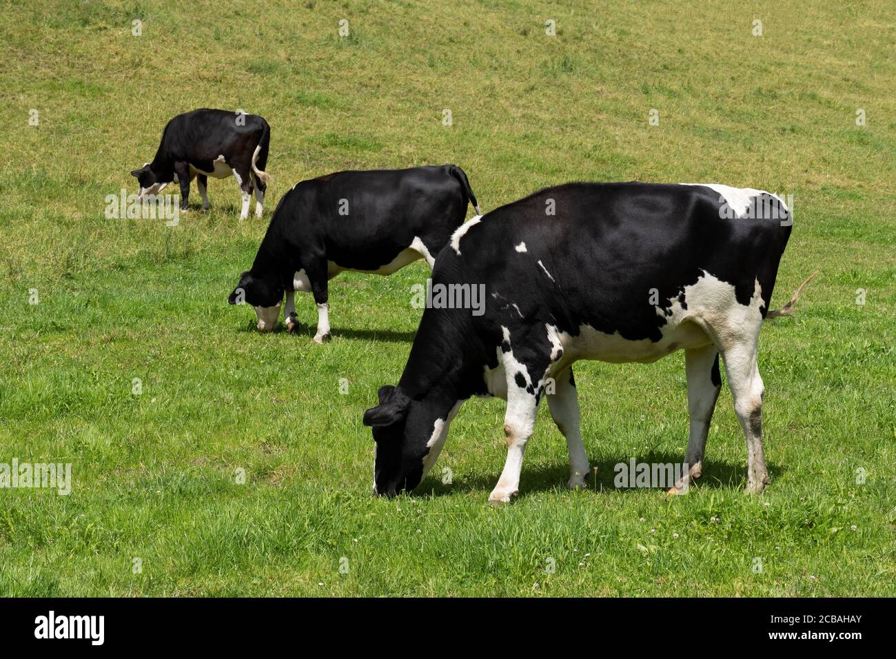 Trois vaches mangeant, noires et blanches sur un pré Banque D'Images