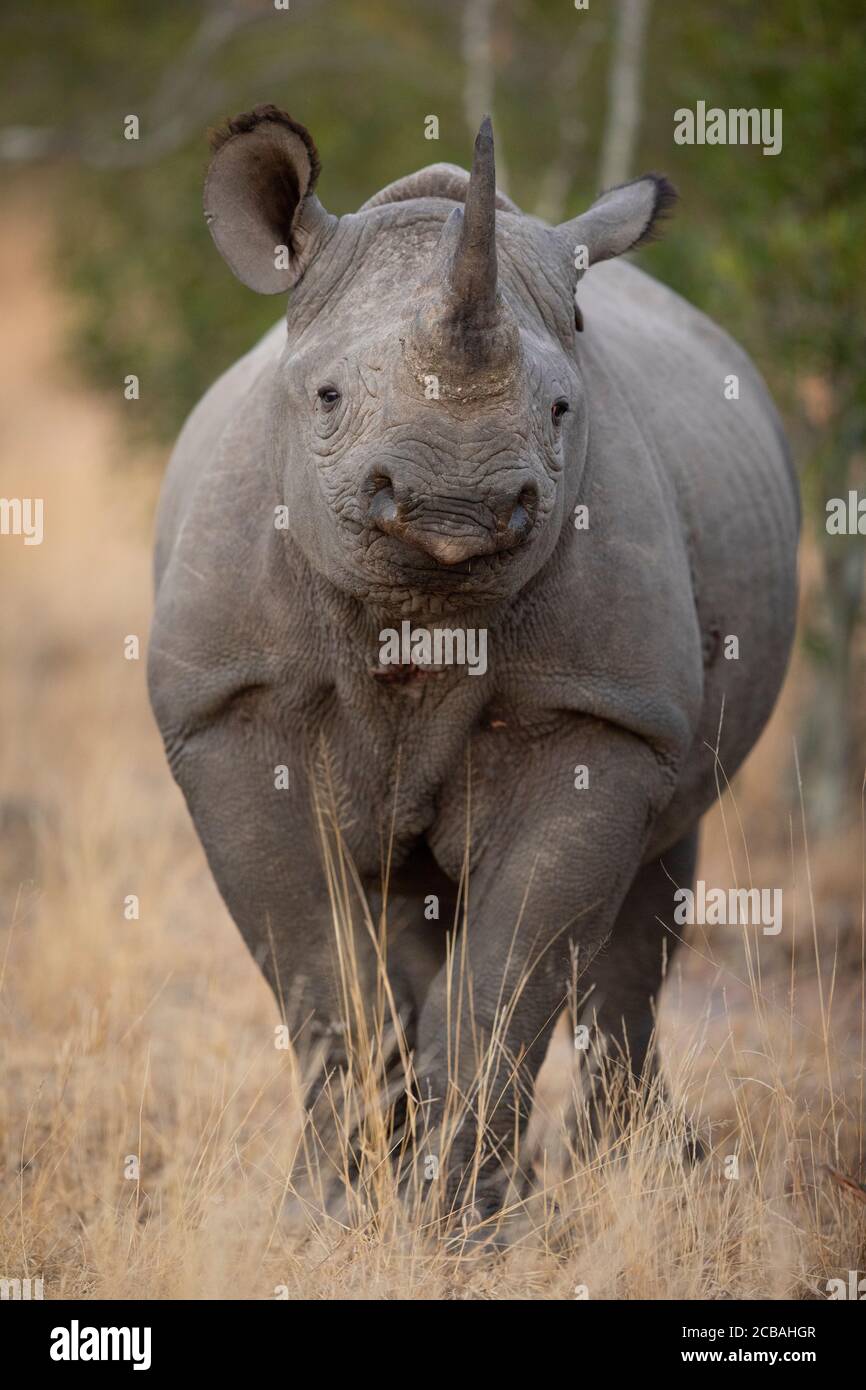 Tête sur le portrait du rhinocéros noir en regardant directement l'appareil photo À Kruger Park Afrique du Sud Banque D'Images