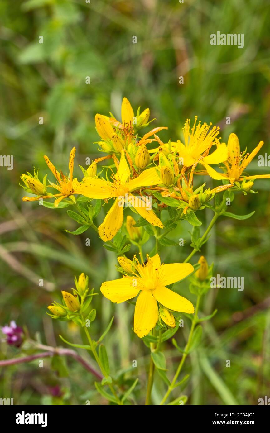 Millepertuis ou millepertuis. (Hypericum perforatum.) Banque D'Images