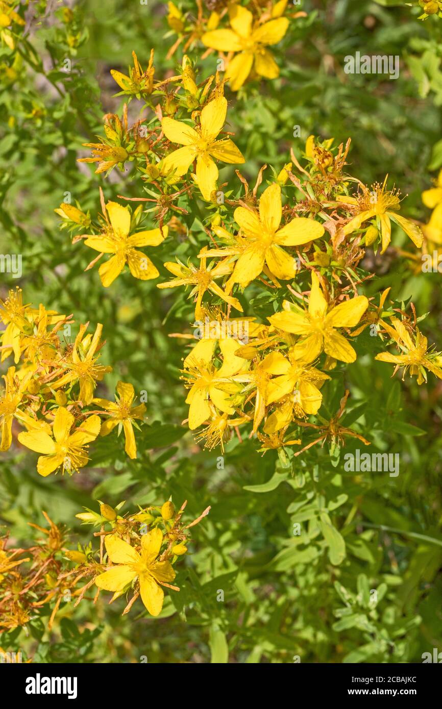 Millepertuis ou millepertuis. (Hypericum perforatum.) Banque D'Images