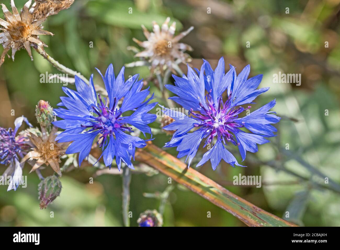 Cornflowers , (Centaurea cyanus). Autrefois une mauvaise herbe arable commune, maintenant rare. Banque D'Images