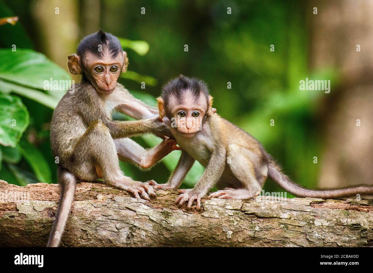 Petit Singe Mignon Dans La Foret Photo Stock Alamy Petit Singe Mignon Dans La Foret Photo Stock Alamy