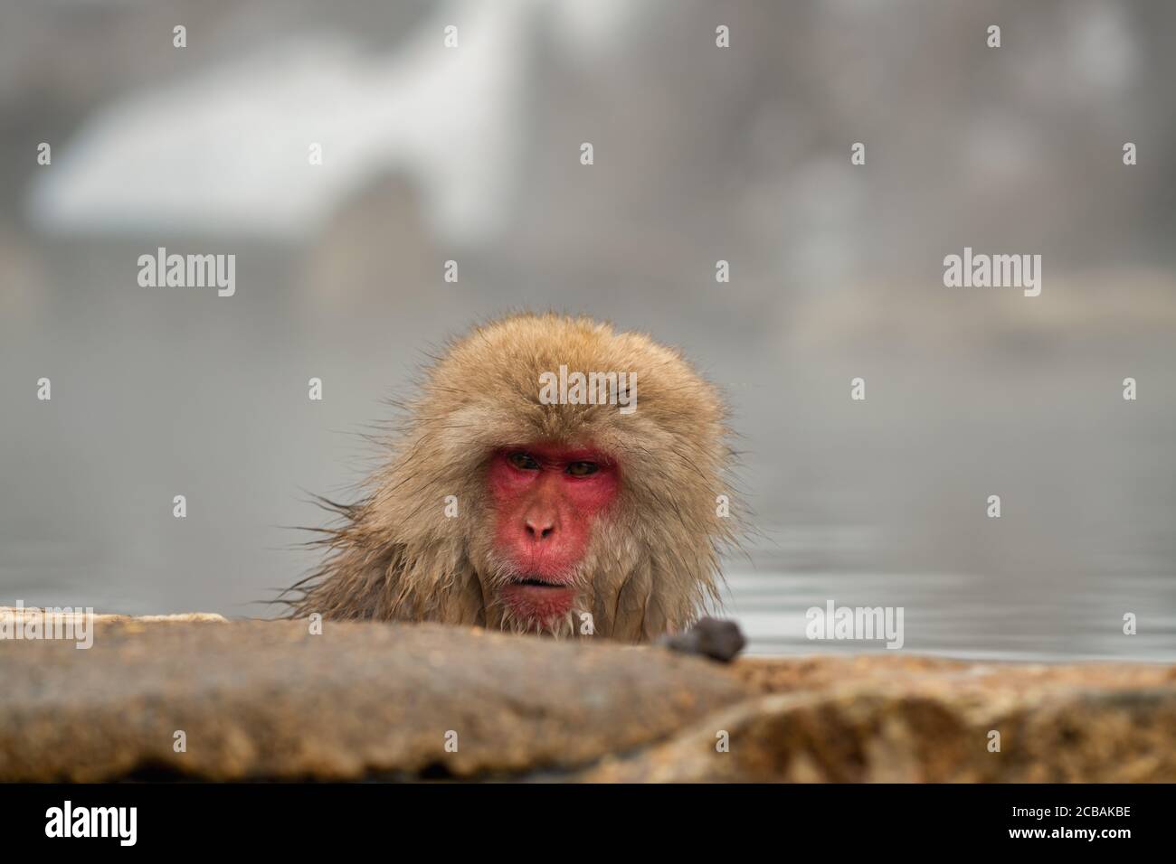 Petit Singe Mignon Dans La Foret Photo Stock Alamy