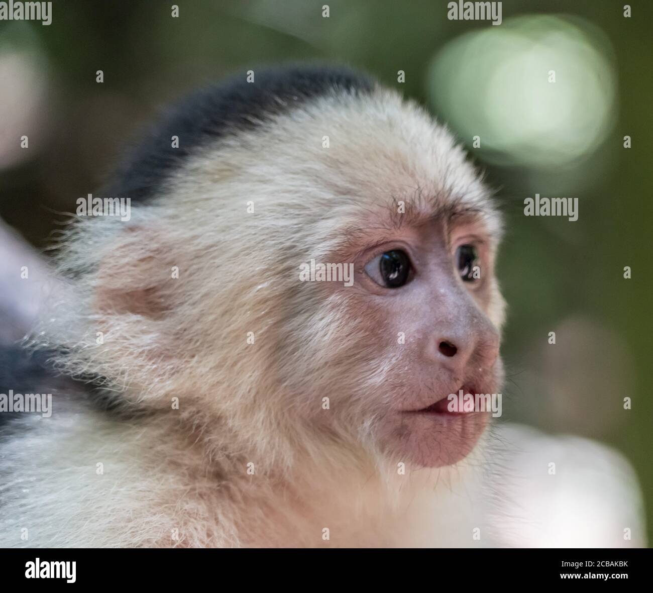 Singe Mignon Banque De Photographies Et D Images A Haute Resolution Alamy