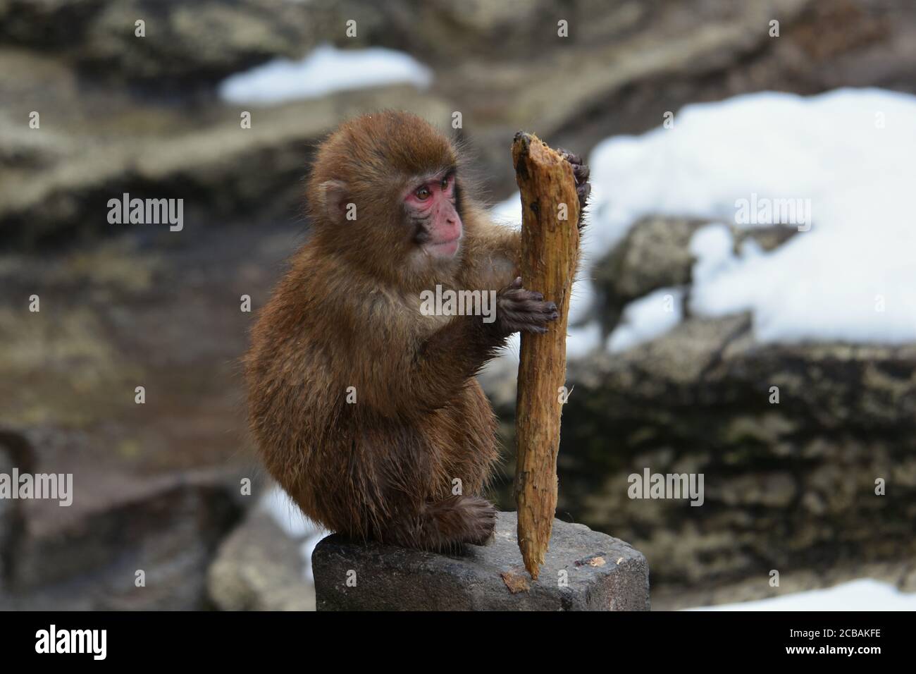 Petit Singe Mignon Dans La Foret Photo Stock Alamy