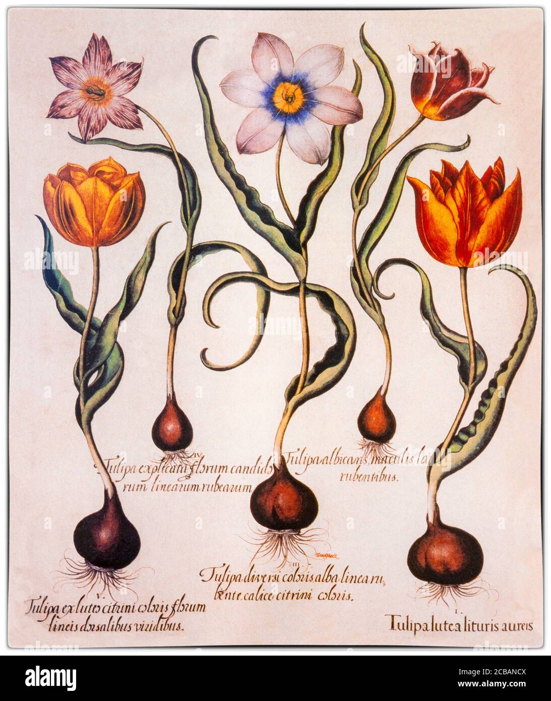 Une collection de fleurs du Hortus Eystettensis, un codex produit par Basilius Besler en 1613 du jardin de l'évêque d'Eichstätt en Bavière. Besler avait l'aide de son frère et d'un groupe de dessinateurs et graveurs allemands qualifiés, dont Sebastian Schedel, un peintre accompli, et Wolfgang Kilian, un graveur d'Augsbourg. Après la mort de l'évêque, les opérations se sont déplacées à Nuremberg et une nouvelle équipe de graveurs, dont Johannes Leypold, Georg Gärtner, Levin et Friedrich van Hulsen, Peter Isselburg, Heinrich Ulrich, Dominicus Custos et Servatius Raeven. Banque D'Images