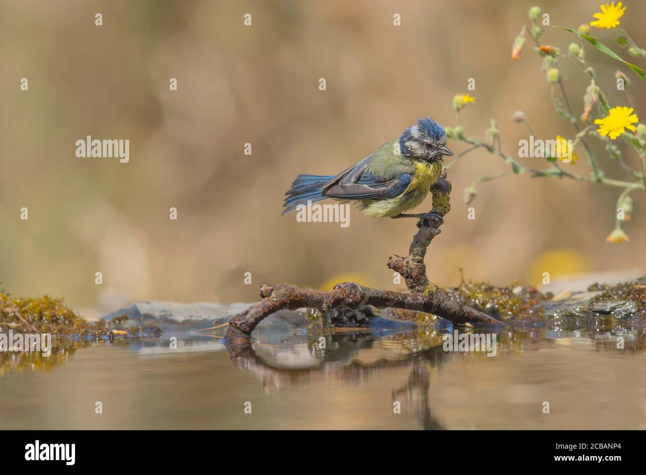 Cyanistes caeruleus. Titte bleu eurasien, oiseau répandu et commun, dans les forêts décidues et mixtes. Résident. Banque D'Images