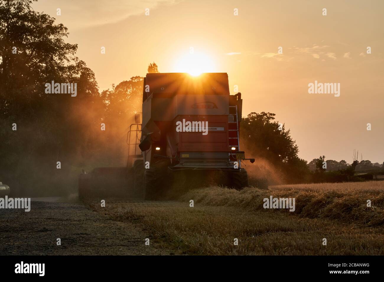 Vue arrière d'une moissonneuse-batteuse Massey Ferguson moissonnant dans un champ d'orge au coucher du soleil du soir avec effet sunstar au-dessus de lui rayons de soleil à travers la poussière Banque D'Images