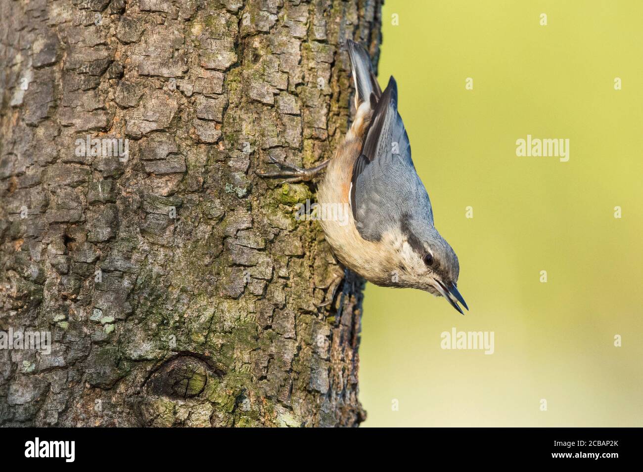 Sitta europaea. Le bois nuthatch est un oiseau unique, en raison de sa capacité à descendre à travers les troncs d'arbres. Banque D'Images