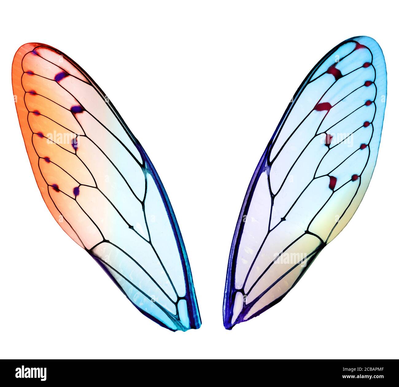Illustration d'une coupe de notre aile unique d'un papillon en gros plan avec des ramifications fines, des structures et des couleurs irisées. Banque D'Images