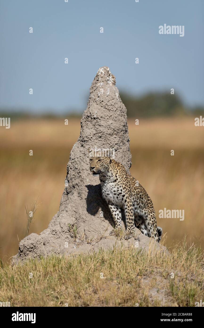 Alerter le léopard adulte debout à côté d'un grand termite monticule Au milieu de la journée soleil dans la réserve de Moremi Botswana Banque D'Images