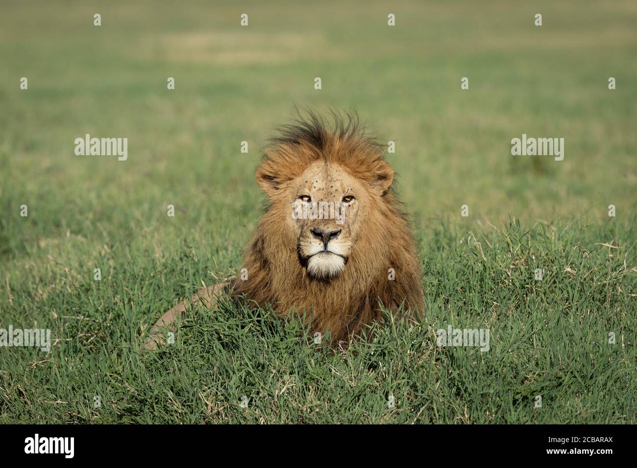 Roi lion mâle adulte avec belle manie couchée en vert Herbe regardant directement la caméra Ngorongoro Crater Tanzanie Banque D'Images Roi lion mâle adulte avec belle manie couchée en vert Herbe regardant directement la caméra Ngorongoro Crater Tanzanie Banque D'Images