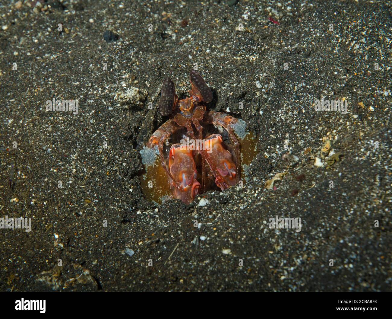 La crevette Mantis de Spearing, Lysiosquillina lisa, cachée dans le sable volcanique, tulamben, Bali, Indonésie Banque D'Images