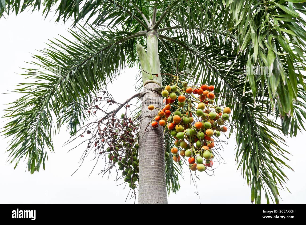 Areca catechu (Areca Nut Palm, noix de bétel) ; montrant les fruits et légumes sur les arbres hauts. Les fruits mûrs, ronds, orange. Tous les groupes en grand groupe, suspendu dow Banque D'Images