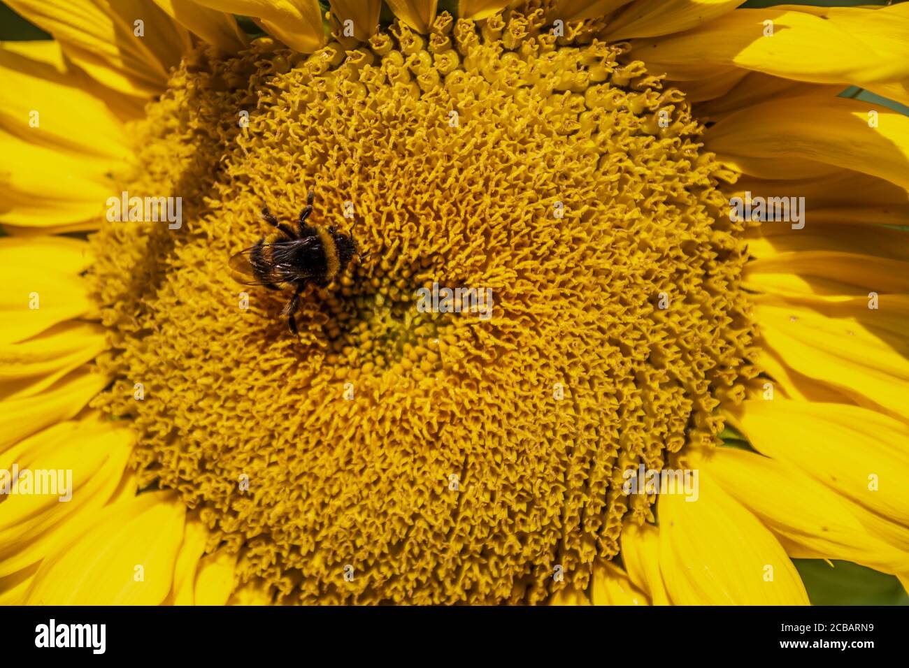 bourdon collectant le nectar d'un tournesol Banque D'Images