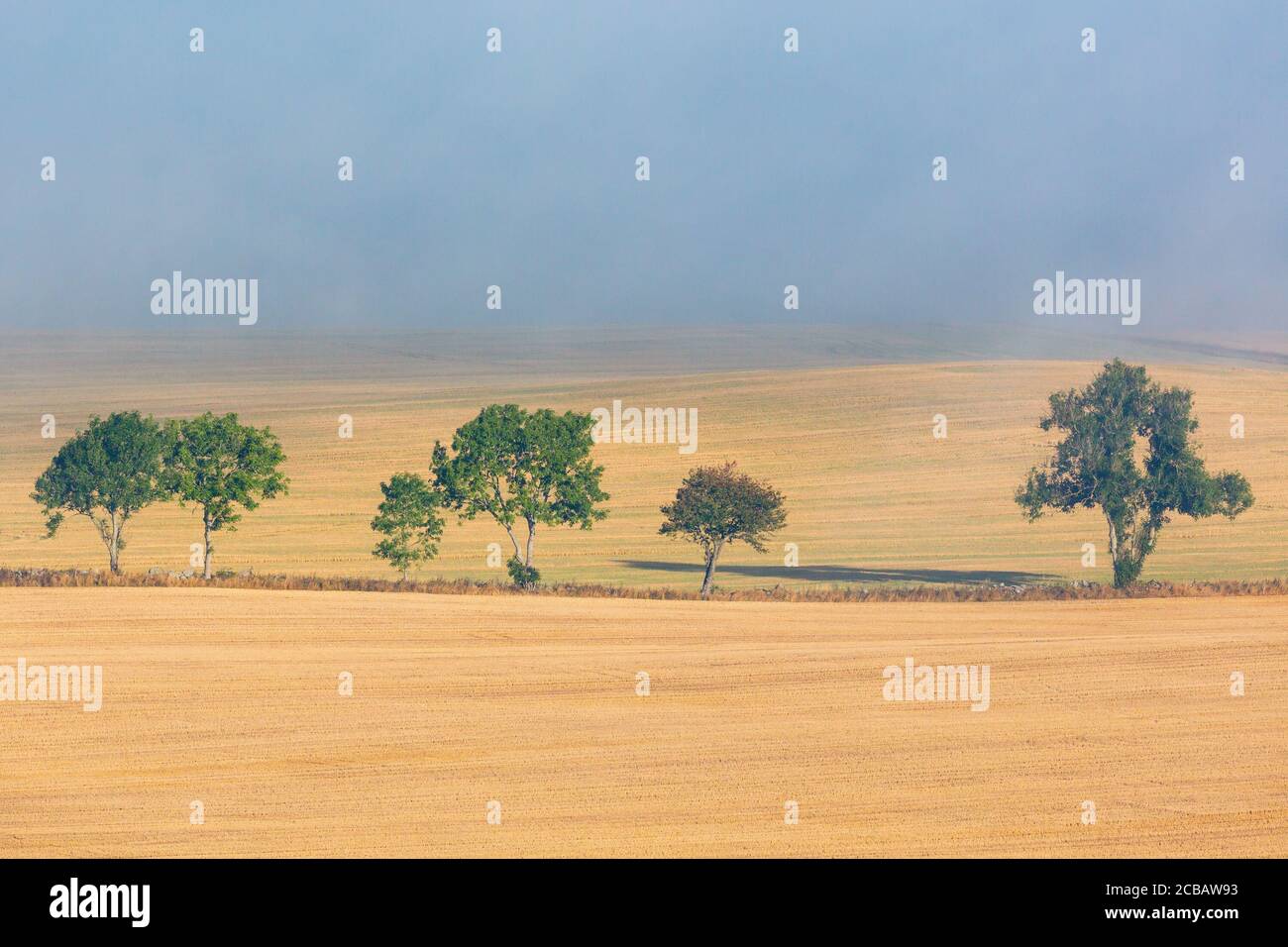 Campagne vue paysage un treeline Banque D'Images