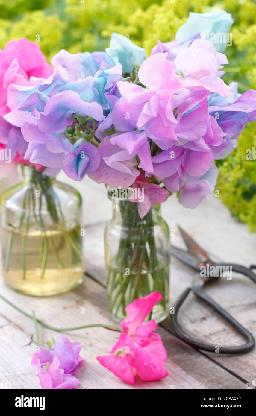 Lathyrus odoratus et Alchemilla mollis. Bouquet de petits pois fraîchement  cueillis dans un vase sur une table de jardin contre le manteau de la Dame.  ROYAUME-UNI Photo Stock - Alamy