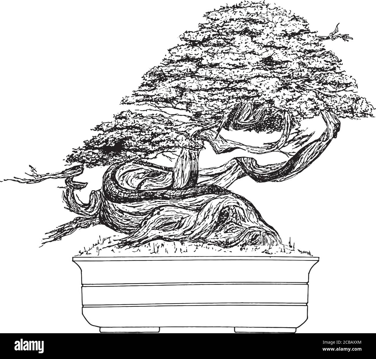 Illustration vectorielle de l'esquisse du pin bonsaï Illustration de Vecteur