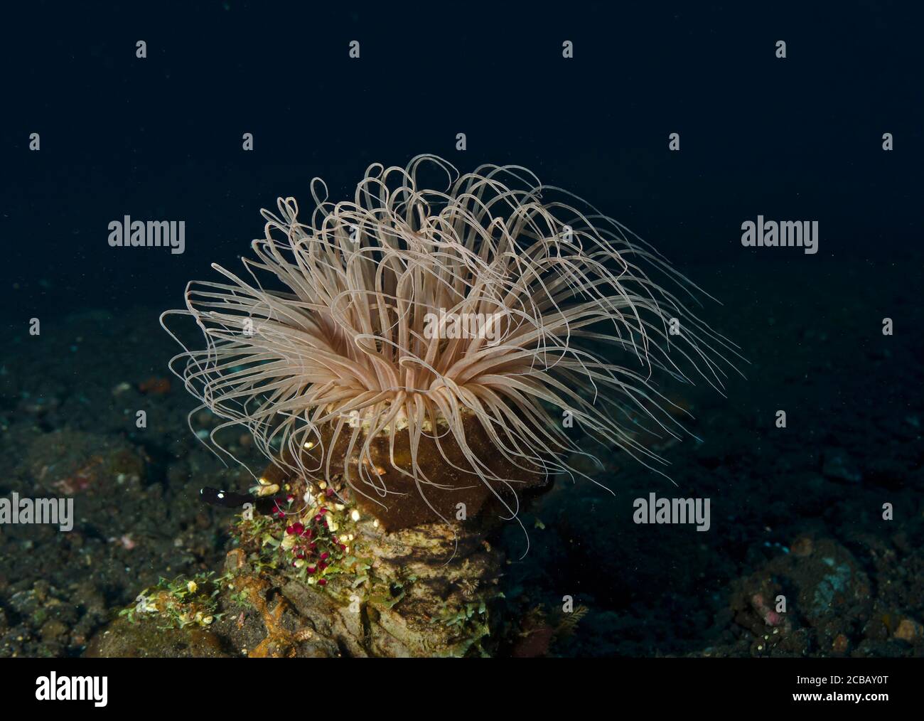 Tube à fleurs Anemone, Cerianthus filiformis, Tulamben, Bali, Indonésie Banque D'Images