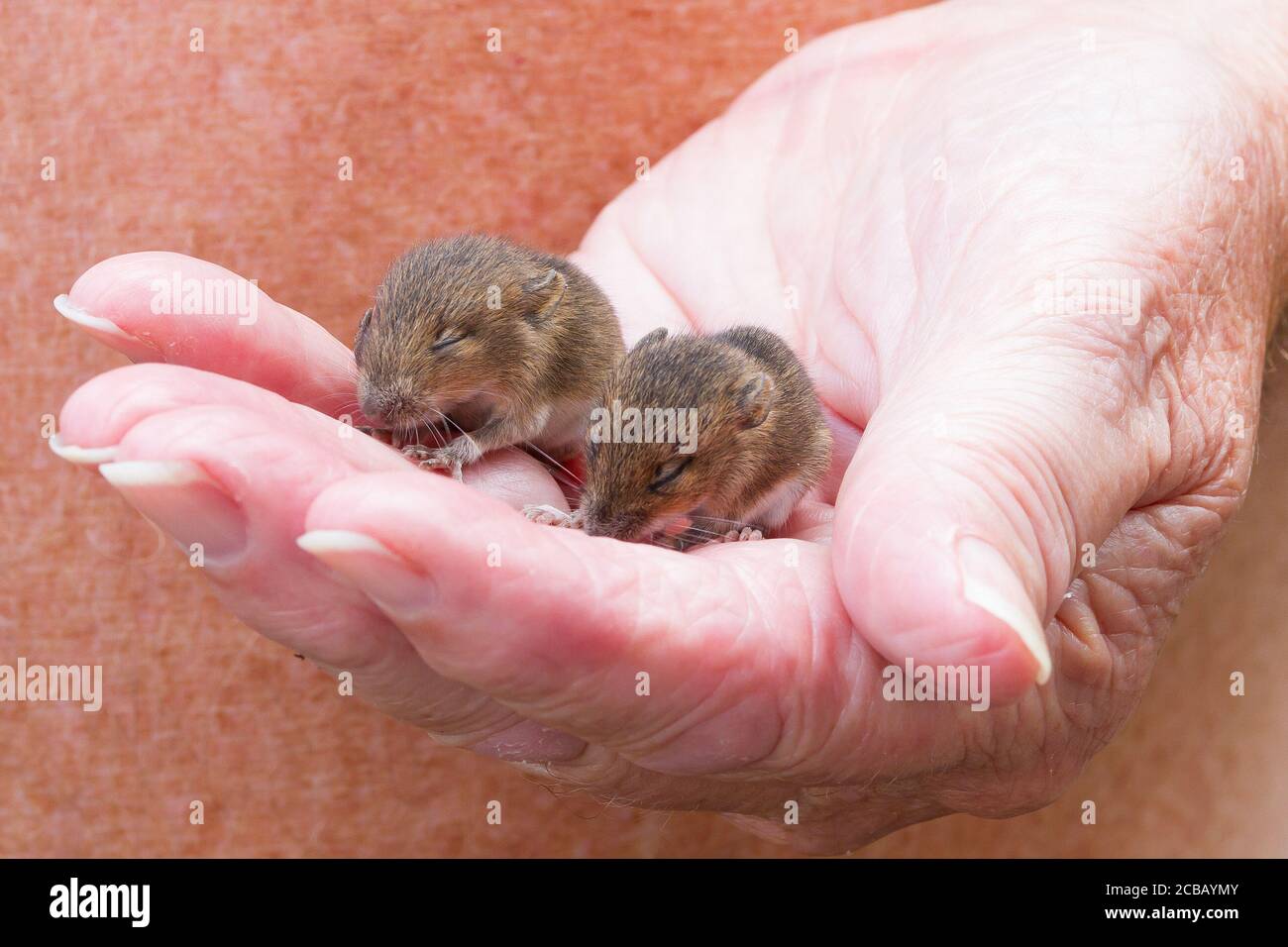Souris Bebe Photo Stock Alamy