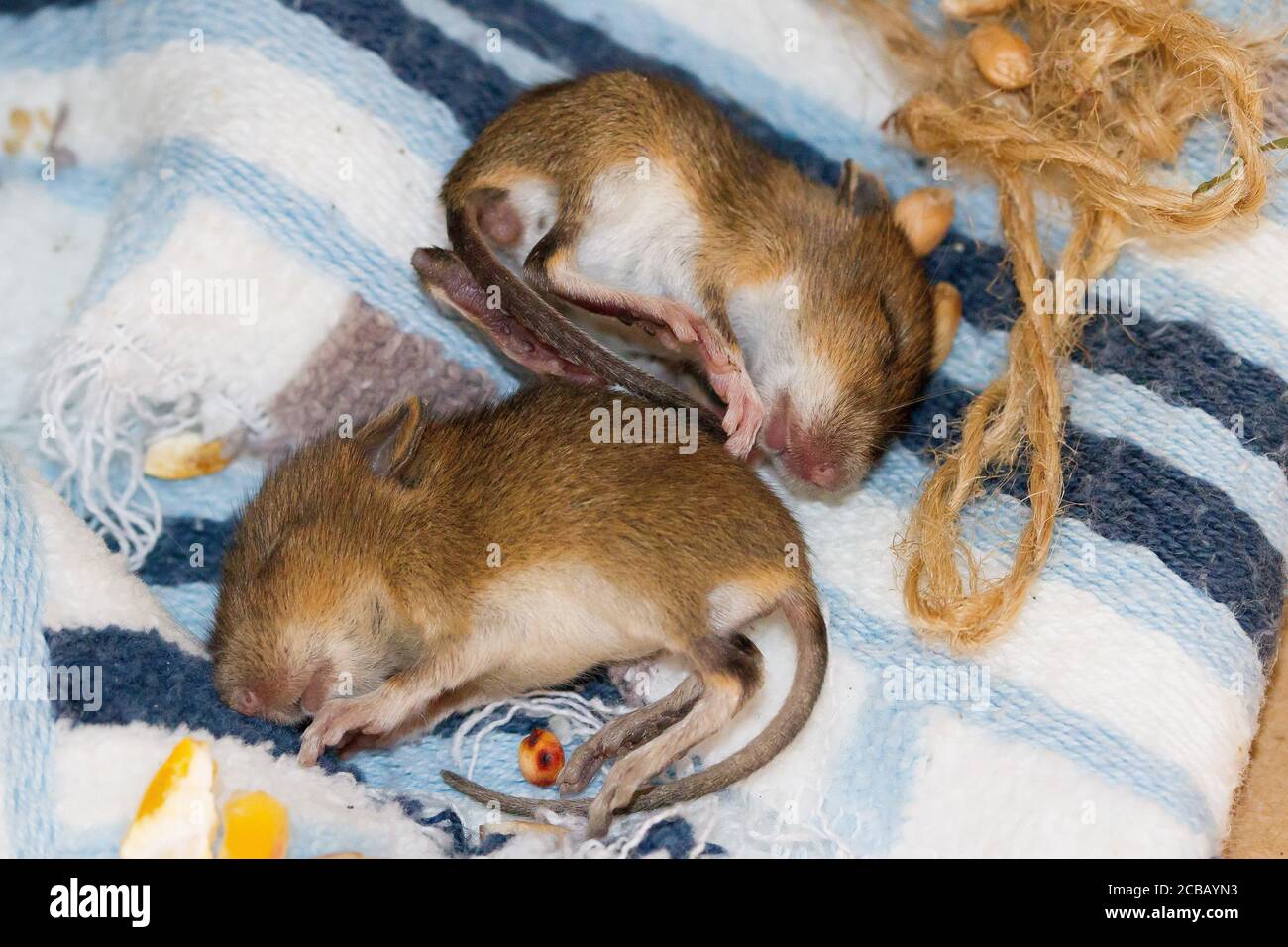 Souris Bebe Photo Stock Alamy