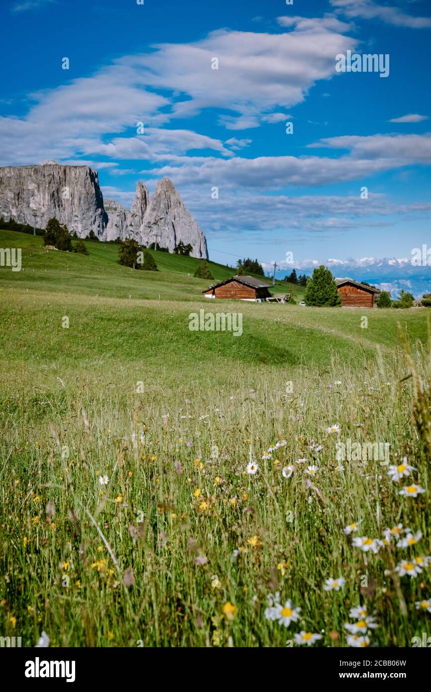 Alpe di Siusi - Sesiser Alm avec Sassolungo - Groupe de montagne Langkofel en arrière-plan au coucher du soleil. Fleurs de printemps jaunes et chalets en bois dans les Dolomites Banque D'Images