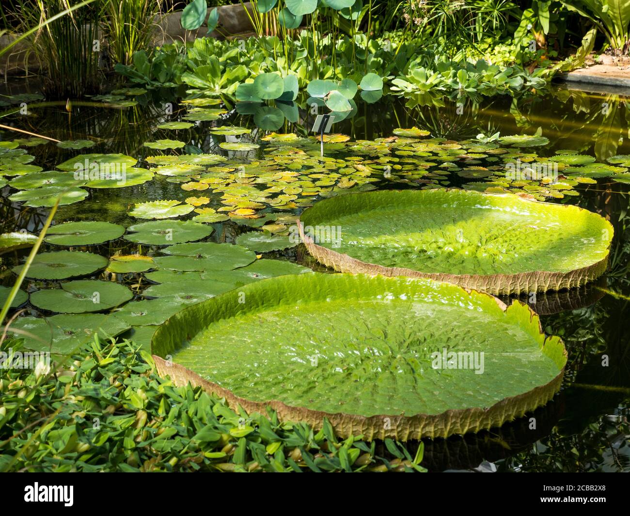 Giant Water Lillys, dans Tropical Greenhouse, Oxford Botanical Gardens, Oxford, Oxfordshire, Angleterre, Royaume-Uni, GB. Banque D'Images